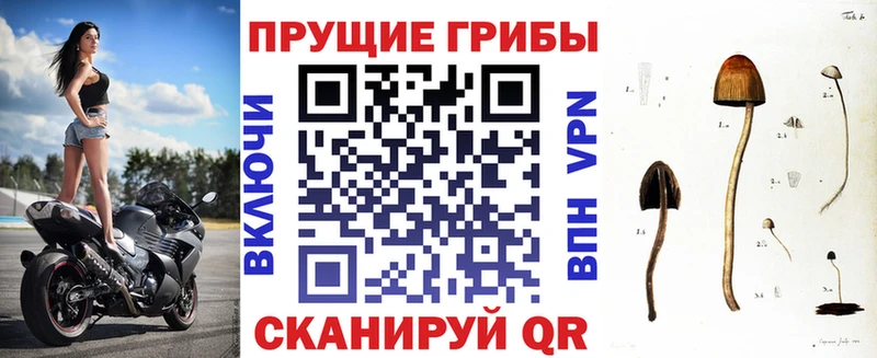 Псилоцибиновые грибы Cubensis  Ак-Довурак 
